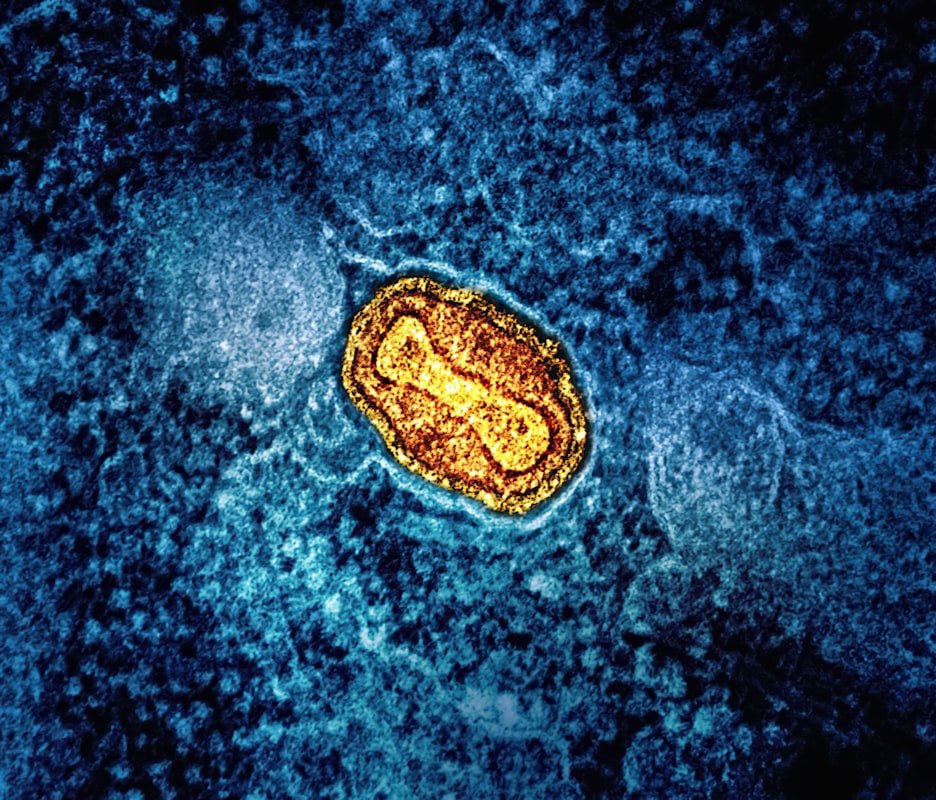 Protozoen unter dem Mikroskop
